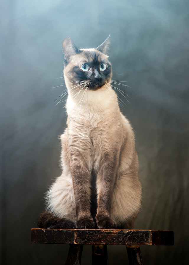 Tips to Help Siamese Cats Reach Full Growth Potential