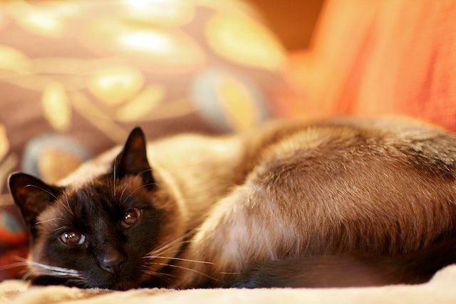 Factors that can influence the sleep patterns of Siamese cats