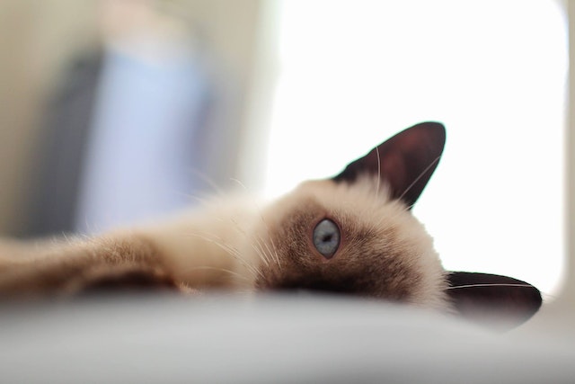 Tips to Promote Healthy Sleeping Habits in Siamese Cats