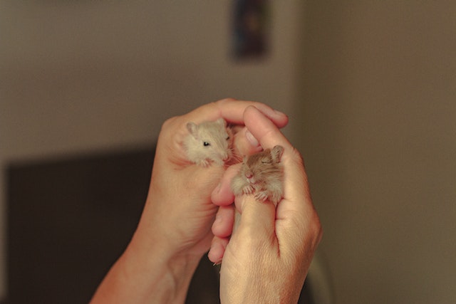 Signs of Hamster Pregnancy
