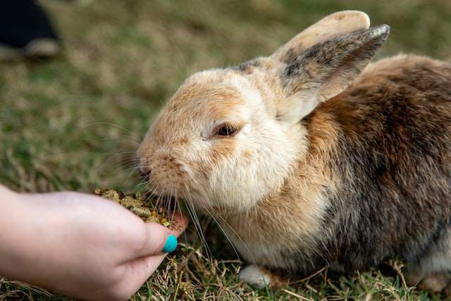 Preventing Depression in Rabbits