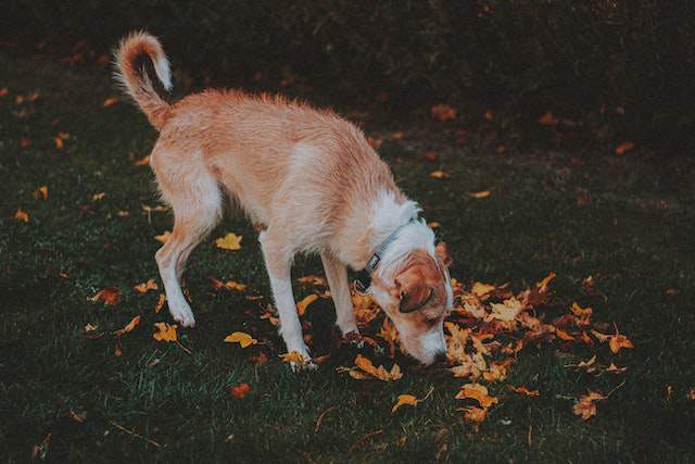 Scent Marking and Territorial Behavior