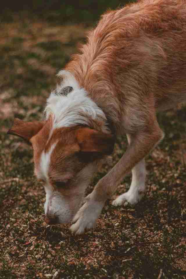 Reasons why dogs smell their own poop