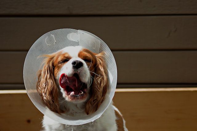 14 Reasons Why You Should Neuter Your Dog
