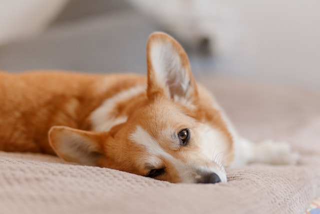 9 Potential Dog Heart Arrhythmia Symptoms With Tips