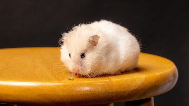 13 Common Hamster Noises & Meanings