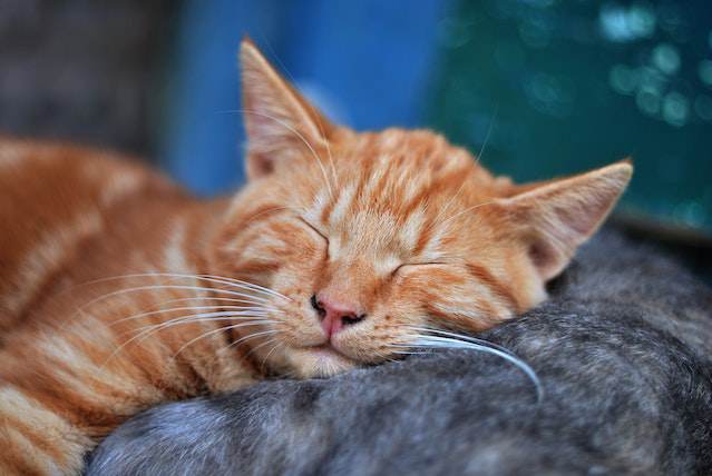 Tips for Better Cat Sleeping Positions