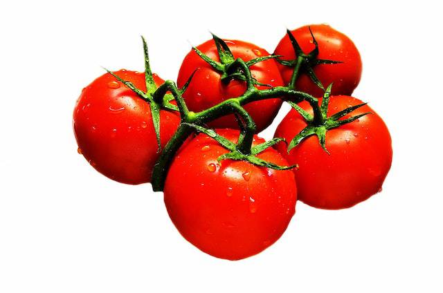 Tomatoes can be a safe and healthy addition to a dog's diet