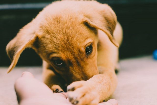Reasons a Puppy Has Diarrhea But Still Eating And Drinking