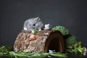 9 Essential Hamster Habitat Tips You Should Know - Cozy Hamster Habitats