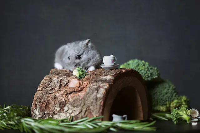 Hamster Habitat