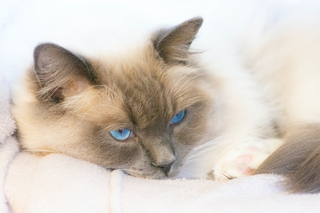 Managing Siamese cat with allergies