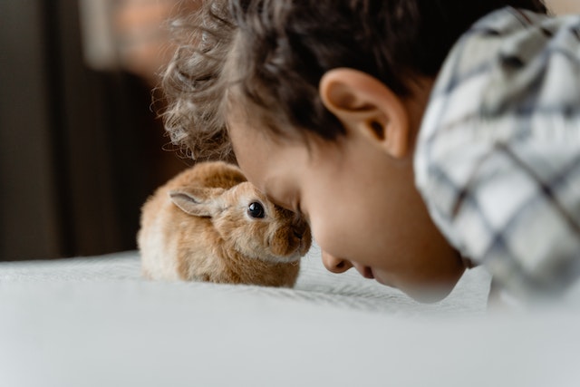 Ways to Address Stress in Rabbits