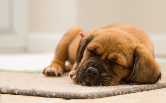 Do Puppies Sleep More When Teething
