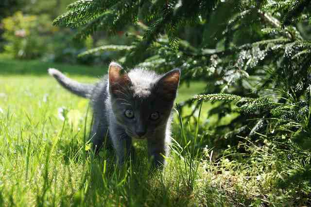How to Prevent Cats From Eating Plants [12 Strategies]