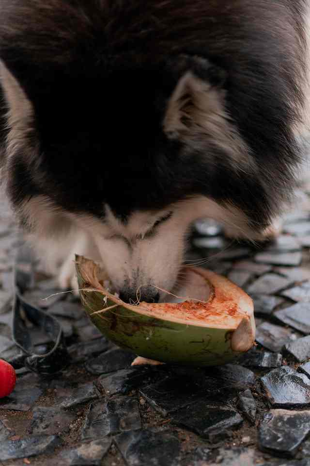 Coconut is a human food that dogs can safely consume
