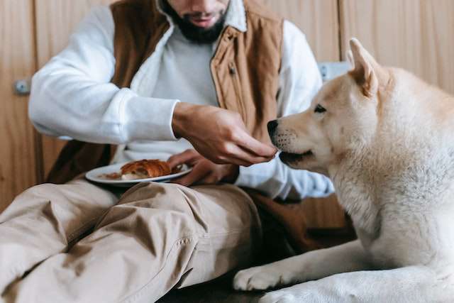 Salmon is a nutritious human food that can also be beneficial for dogs