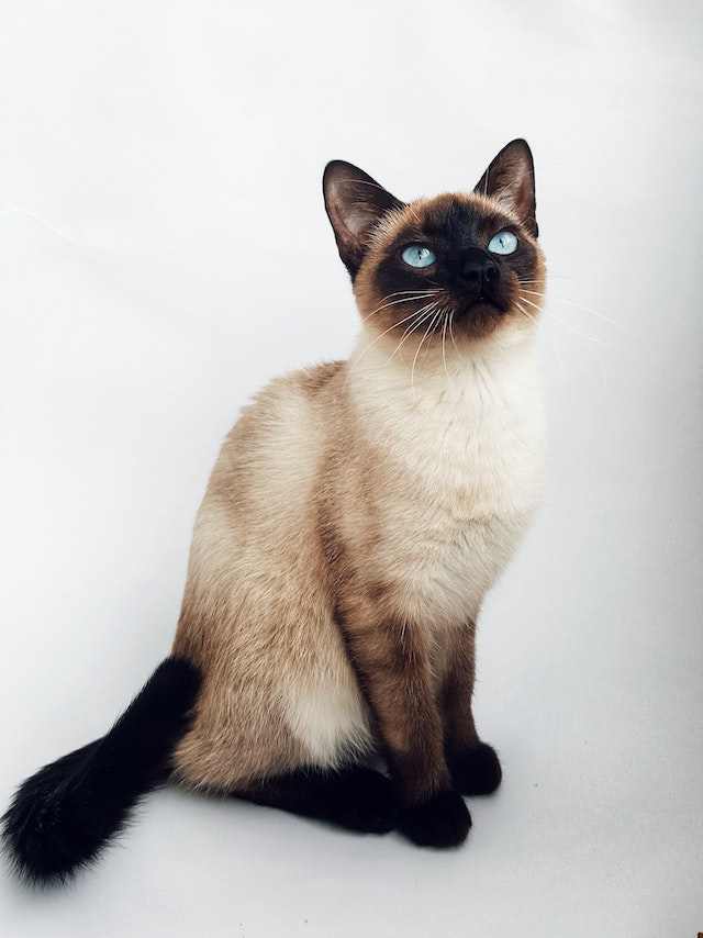 How Big Do Siamese Cats Get [Weight & Height]