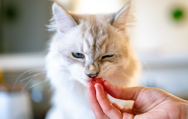 18 Common Human Foods Cats Cannot Eat