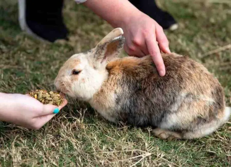 9 Reasons For Your Rabbit Not Eating & Helpful Tips