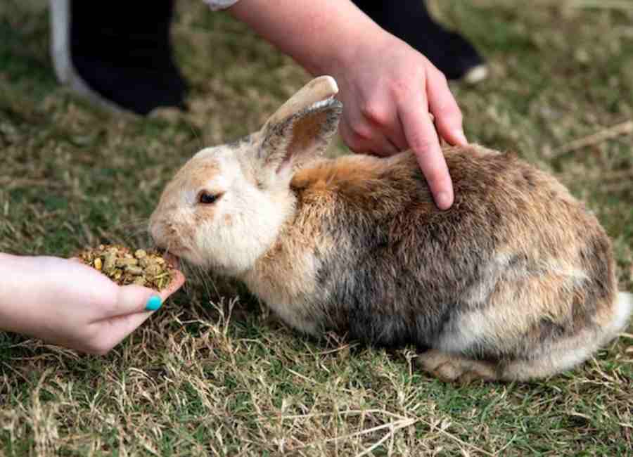 Rabbit Not Eating