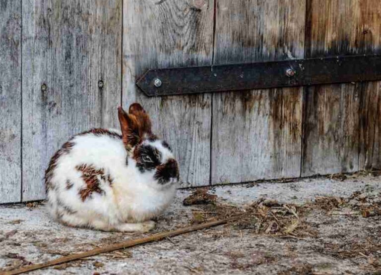 Tips on How to Potty Train Your Rabbit