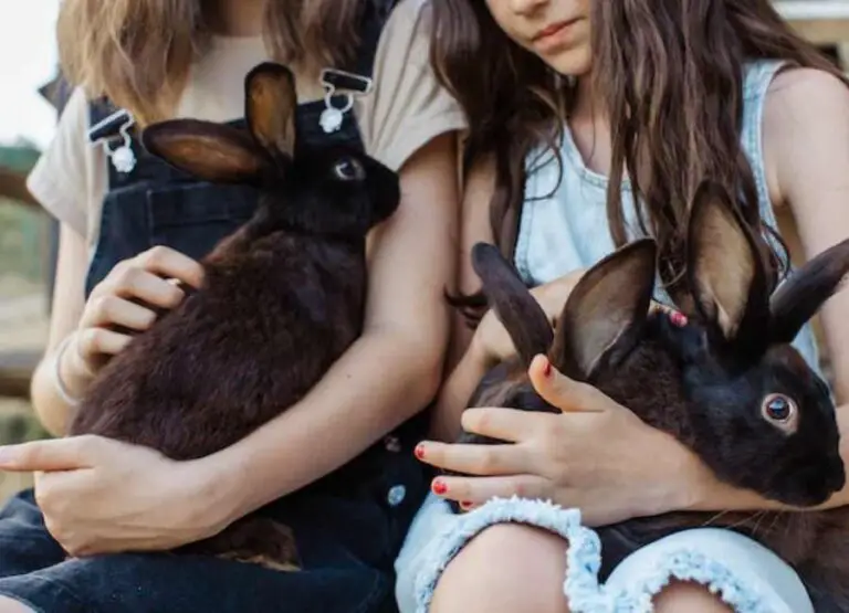 15 Top Signs Your Rabbit Loves You