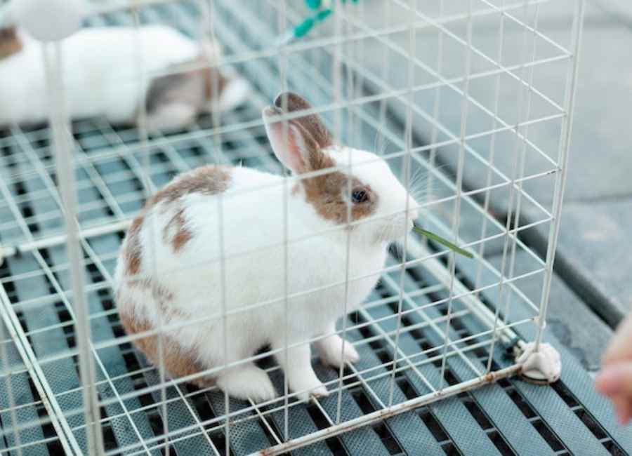 signs of a stressed rabbit