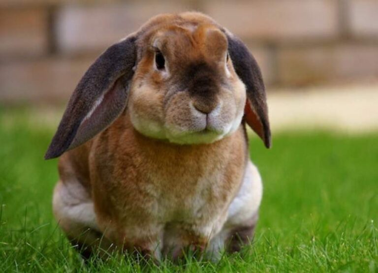 12 Potential Signs of a Depressed Rabbit & Tips