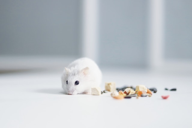 13 Hints On How to Find Your Hamster
