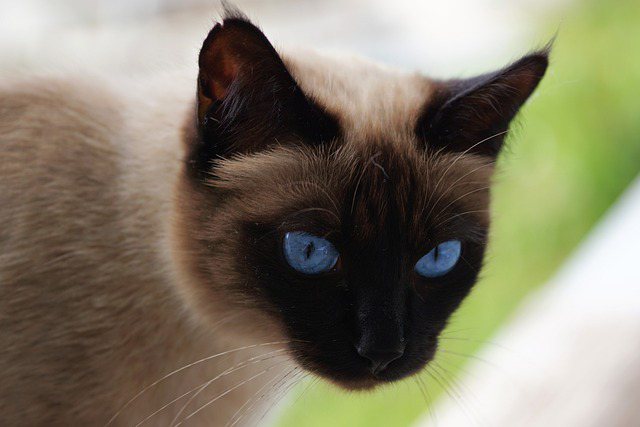 Factors Affecting Siamese Cat Lifespan