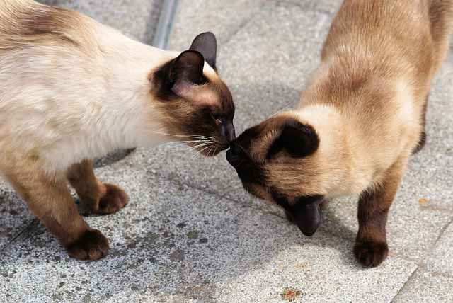 Do Siamese cats get along with other cats?