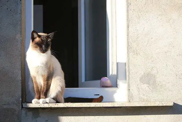 How Long Can Siamese Cats Be Left Alone