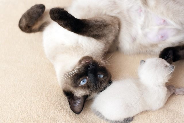 Training and Nurturing a Siamese Cat to Be Cuddly