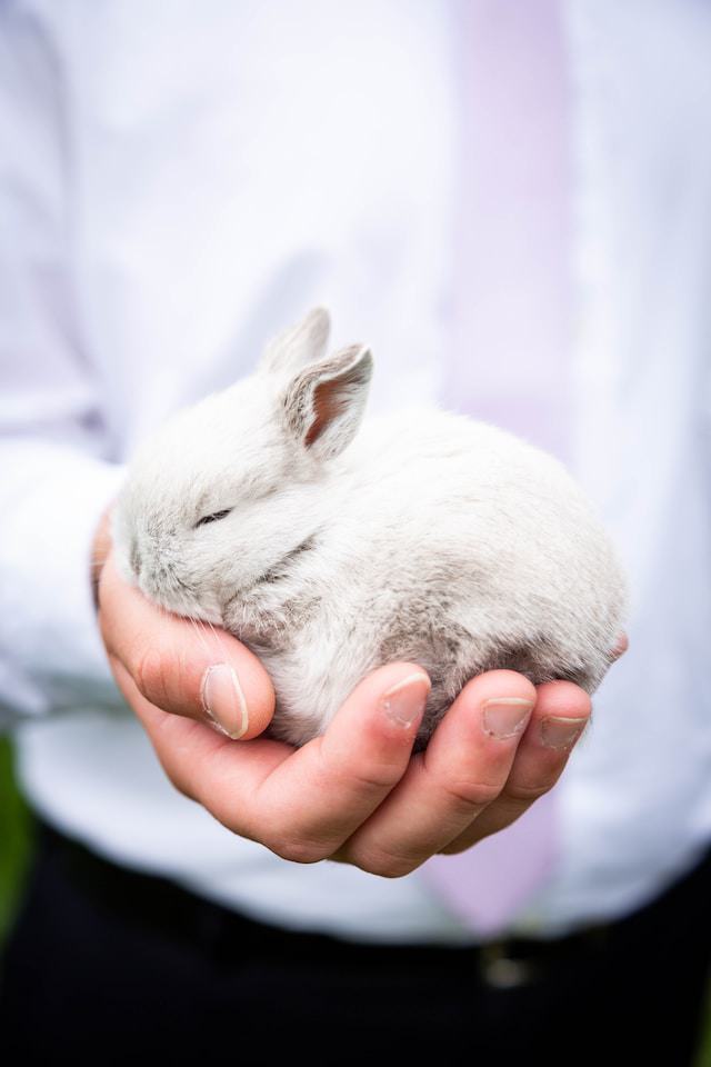 Causes of Stress in Rabbits