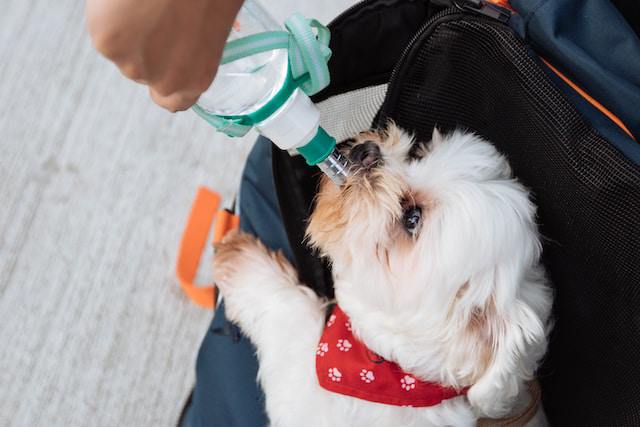 How to Address Excessive Drinking of Water in Dogs