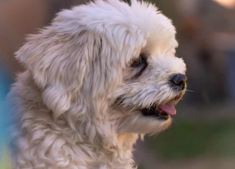 15 Interesting Havanese Facts You Should know