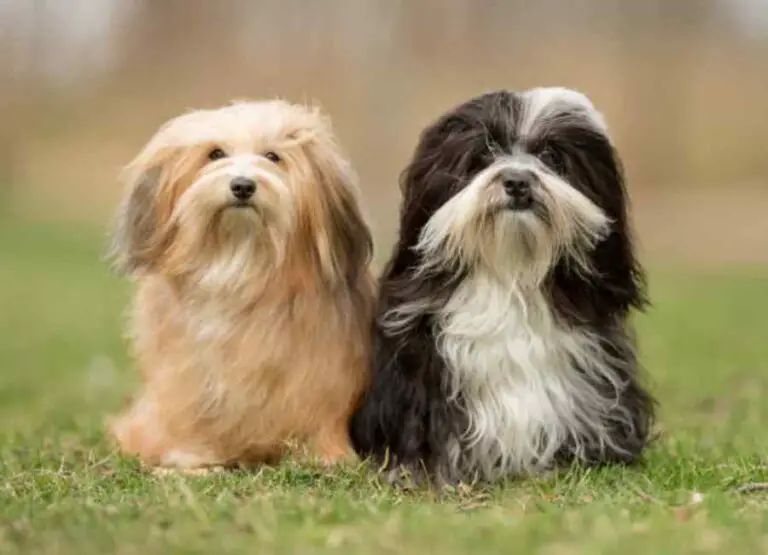 Introducing Havanese And Other Pets