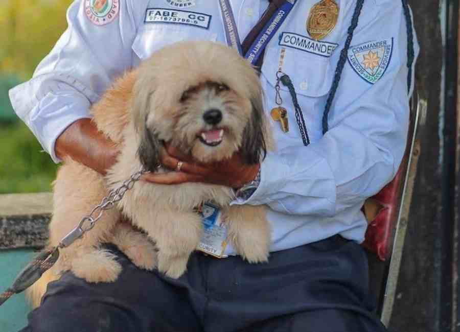 Havanese Grooming