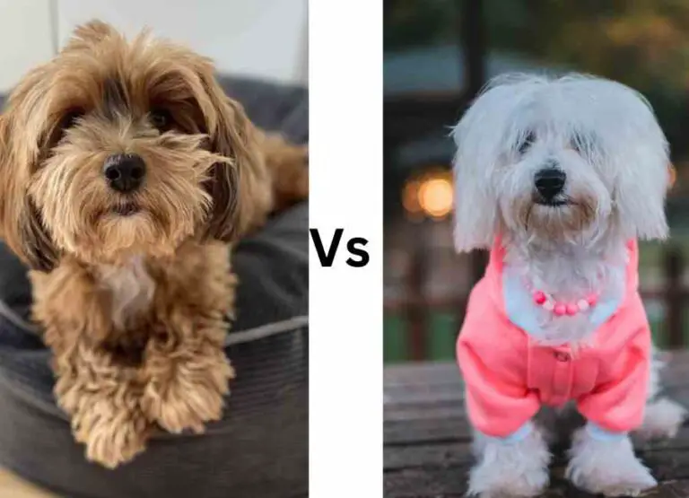 Havanese vs Maltese [What You Should Know]