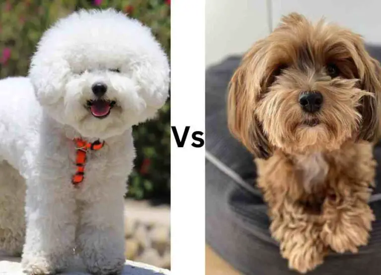 Havanese vs Bichon Frisé [What You Need To Know]