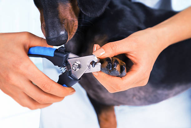 Start trimming small amounts from the tip of dog nail