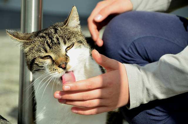 Potential Reasons Why Your Cat Lick Your Hand