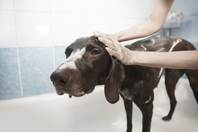 Bathing your dog regularly