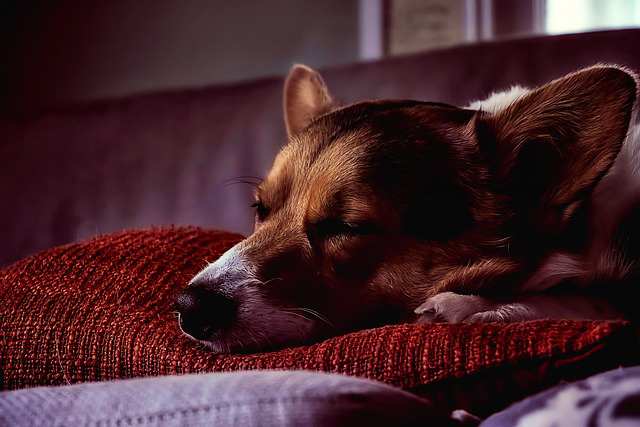 Managing & Preventing Seizures in Dogs
