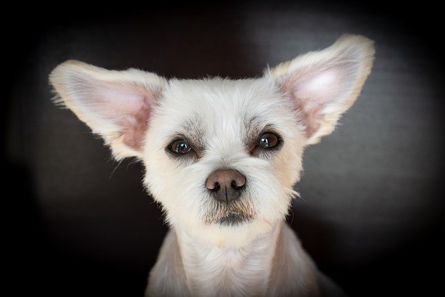 Havanese Ear