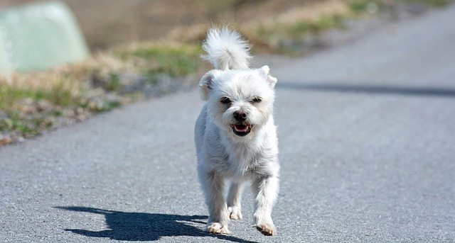 9 Potential Reasons For Havanese Growling With Tips