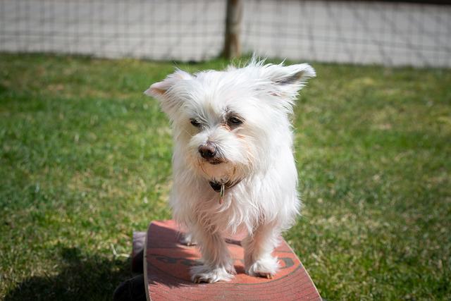 11 Suitable Havanese Exercise And Activities To Try