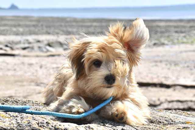 Everything to Know About Havanese Dogs