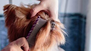 How To Reduce Shedding In Dogs [13 Useful Hints]